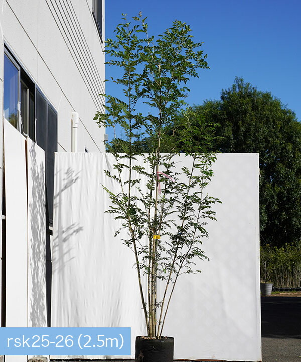 シンボルツリー 耐寒性の強い 不在置きのみ 枯れ保証 現品発送 シマトネリコ 株立 植木 雑木風 2 3 2 4m程度 2 3 2 4m程度 根鉢 含まず グリーンロケット シンボルツリー 耐寒性の強い 不在置きのみ 枯れ保証 現品発送 シマトネリコ 株立 植木 雑木風 2 3 2 4m程度 2 3 2 4m程度 根鉢 含まず グリーンロケット