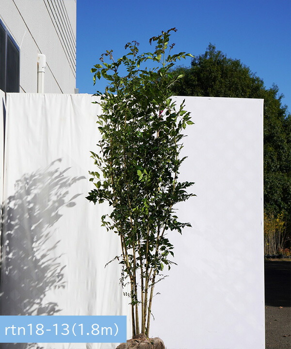 6か月枯れ保証 現品発送 シマトネリコ株立1 8m 2 2m程度 根鉢含まず グリーンロケットシンボルツリー 植木 耐寒性の強い 不在置きのみ