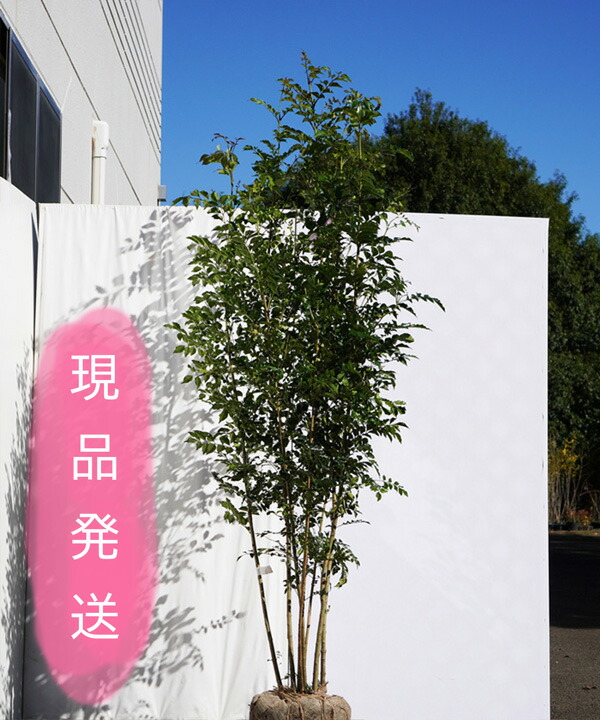 6か月枯れ保証 現品発送 シマトネリコ株立1 8m 2 2m程度 根鉢含まず グリーンロケットシンボルツリー 植木 耐寒性の強い 不在置きのみ 6か月枯れ保証 現品発送 シマトネリコ株立1 8m 2 2m程度 根鉢含まず グリーンロケットシンボルツリー 植木 耐寒性の強い 不在置きのみ