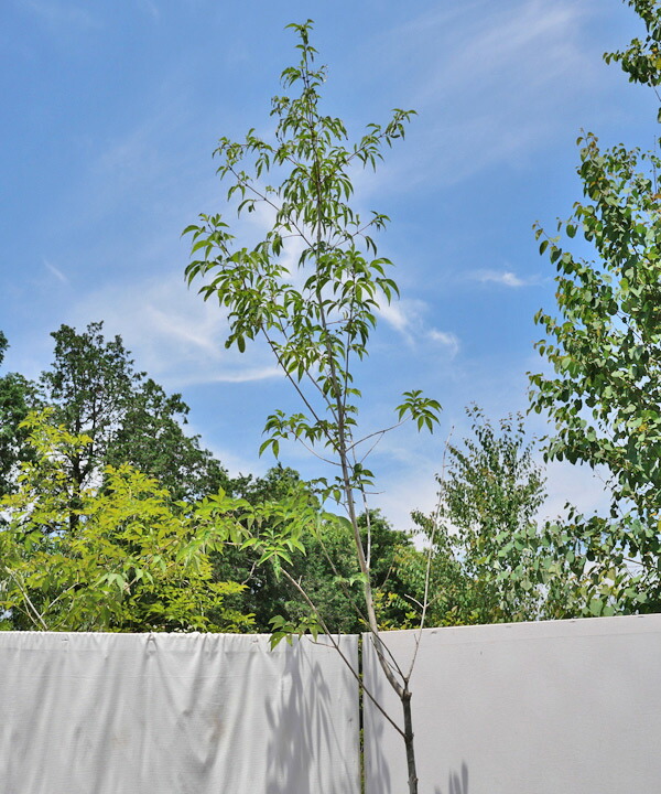 楽天市場 不在置きok限定販売価格 山採りもの アオダモ2 5m程度 根鉢含まず Rcx25 8 雑木 グリーンロケット