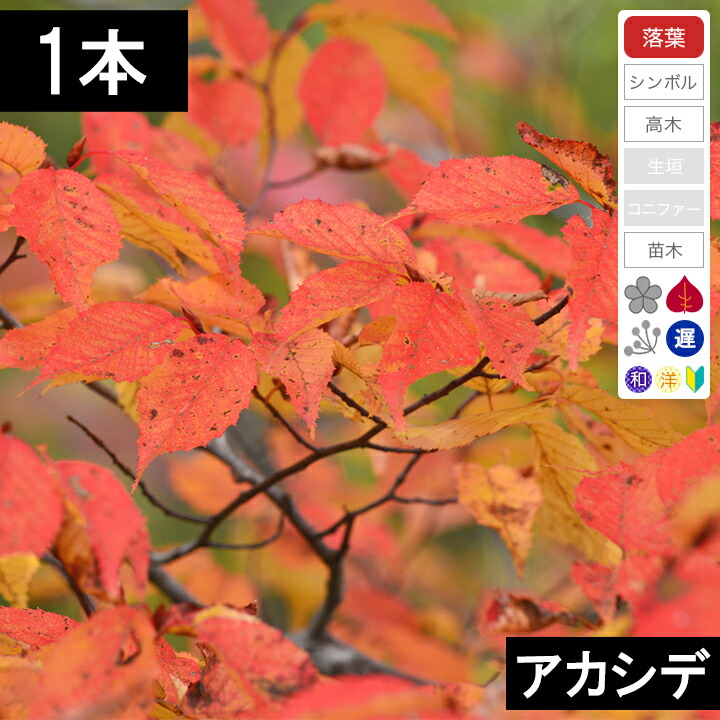 絶品。アカメソロ株立3.2M(鉢底から) 現品発送 アカシデ(アカメソロ)株立 樹高2.2-2.3m(根鉢含まず