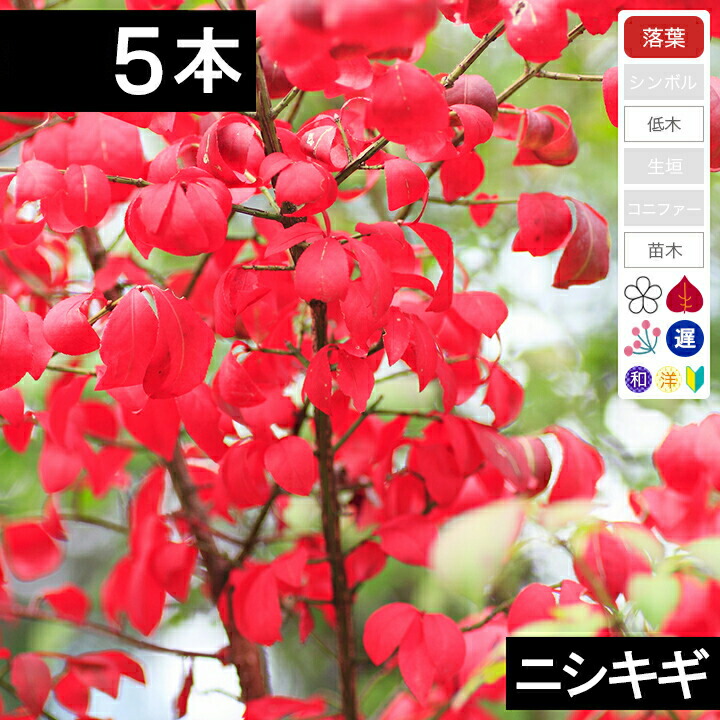 ニッキ苗木、120cm1本 ニッキ苗木、120cm1本