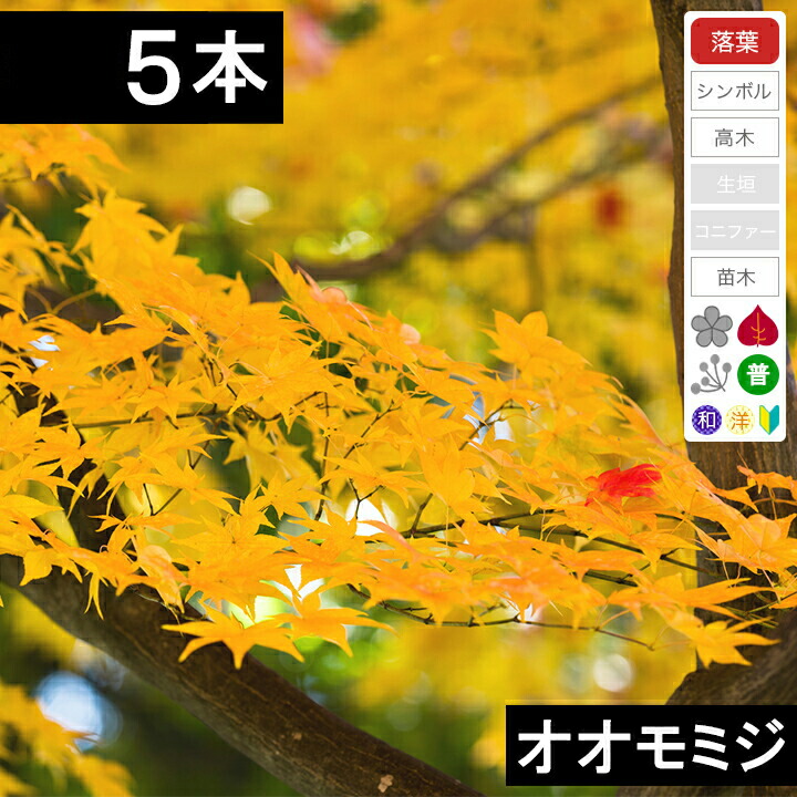 オオモミジ　樹高H1.5m oomomiji10-5.jpg