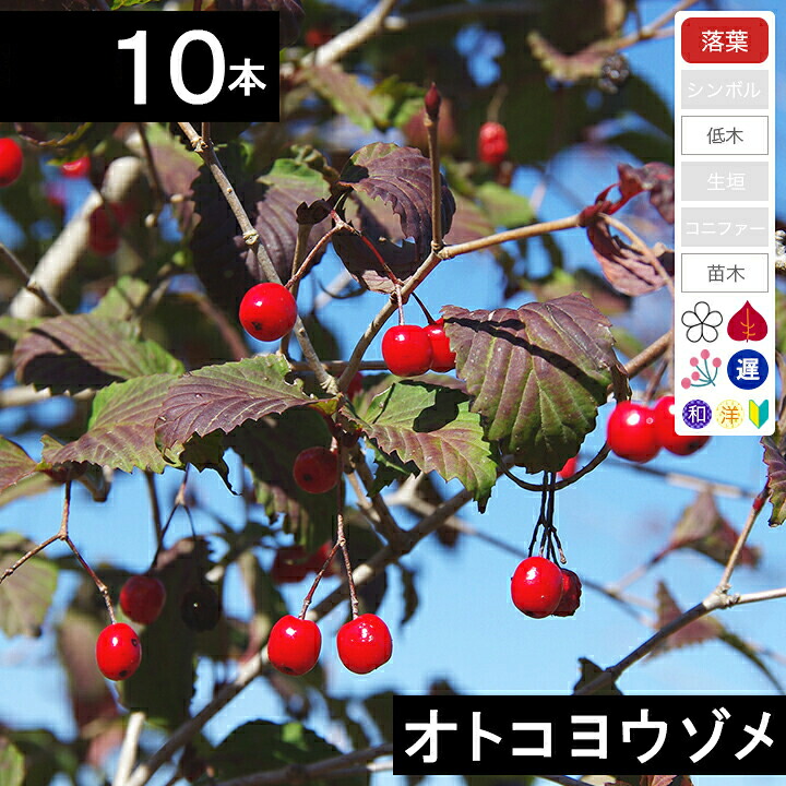 【10本】オトコヨウゾメ　苗木　高さ30～50cm程度