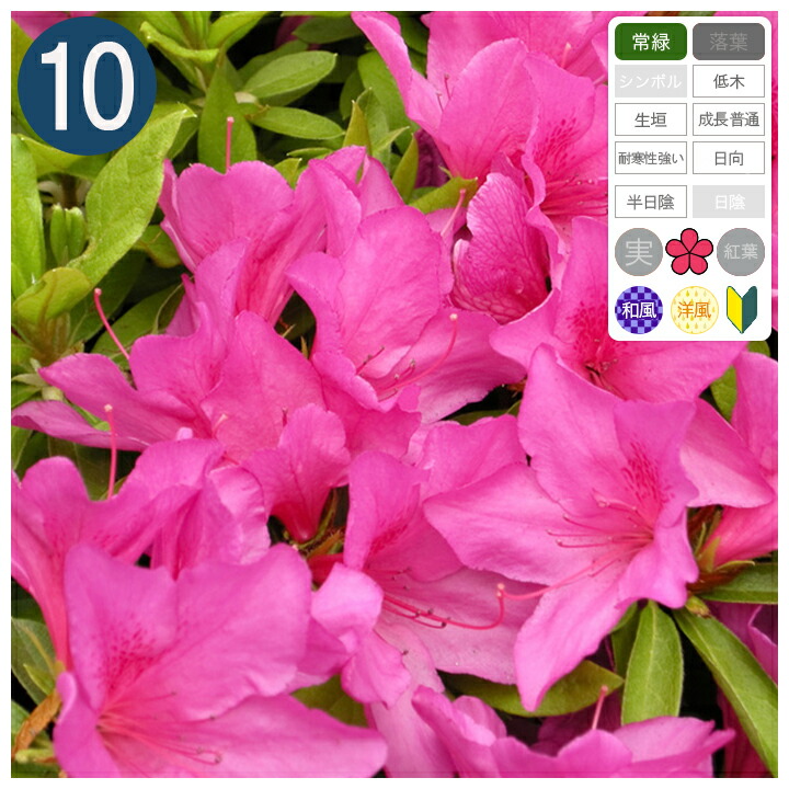 楽天市場】5本 / ヤマツツジ 高さ20cm程度 : グリーンロケット