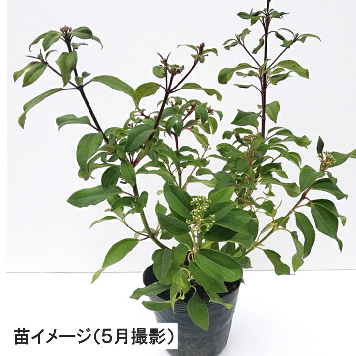 楽天市場 3本 ビバーナム ダビディ 高さ30 40cm程度 グリーンロケット