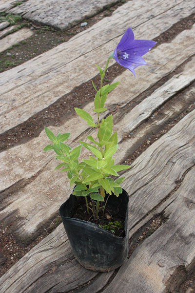 楽天市場】桔梗(キキョウ)苗 高性種 二重咲き 紫 3号苗【ガーデン