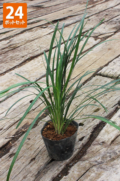 楽天市場 24ポットセット 送料無料 オオバジャノヒゲ ポット直径10 5cm グリーンロケット