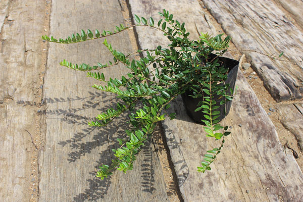 楽天市場 1ポット ロニセラニティダ ポット直径10 5cm グリーンロケット