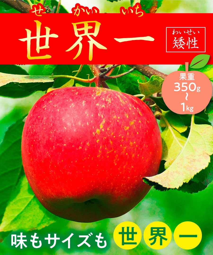 楽天市場 リンゴ苗木 2年生苗 世界一 矮性 高さ70cm 1 0m グリーンロケット