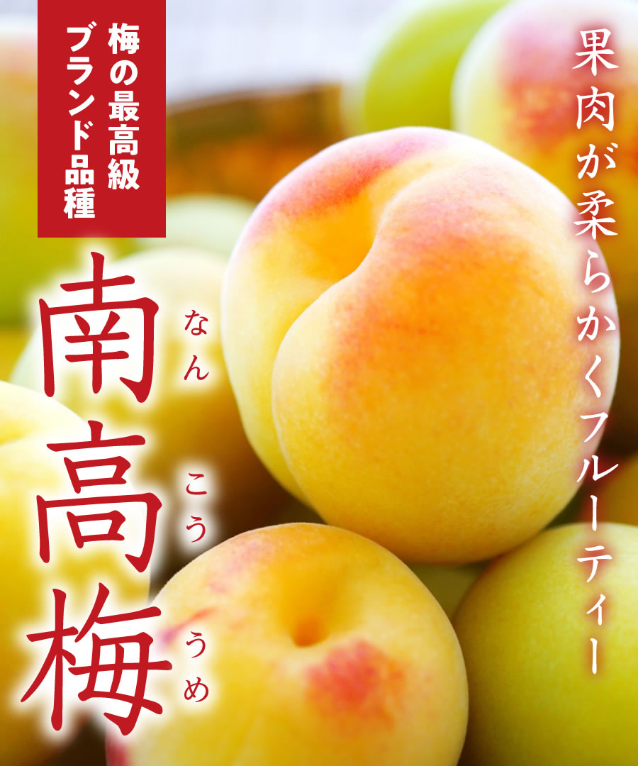 楽天市場 梅苗木 2年生苗 南高梅 なんこううめ 高さ70cm 1 0m グリーンロケット