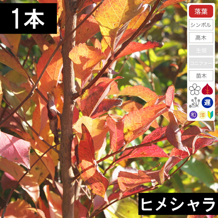 楽天市場】【 商品画像はイメージです 】ヒマラヤスギ『 フィーリン