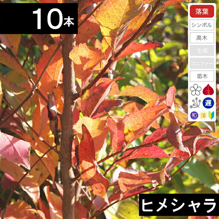 楽天市場】【お任せ品】世界三大美樹「ヒマラヤシーダー（ヒマラヤスギ