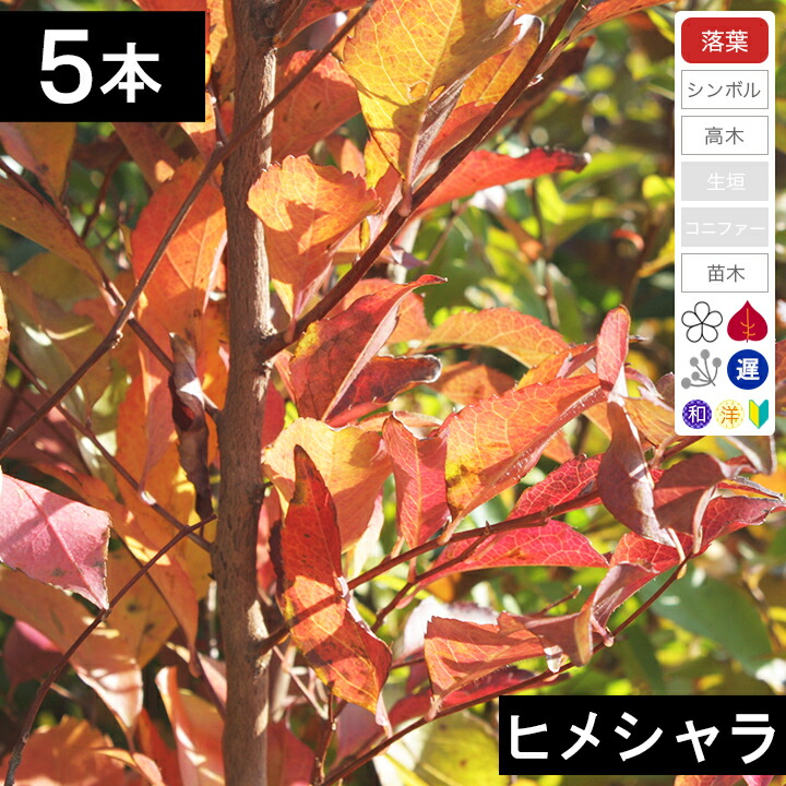 楽天市場】【 商品画像はイメージです 】ヒマラヤスギ『 フィーリン