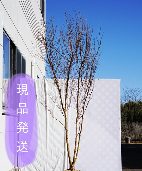 不在置きok限定販売価格 ヒメシャラ 株立 2 2 2 4 程度 根鉢含まず 落葉樹 庭木 シンボルツリー 紅い幹肌が美しいヒメシャラ 現品発送 6カ月枯れ保証 植え付けの日が1日しかとれない場合などは Wevonline Org