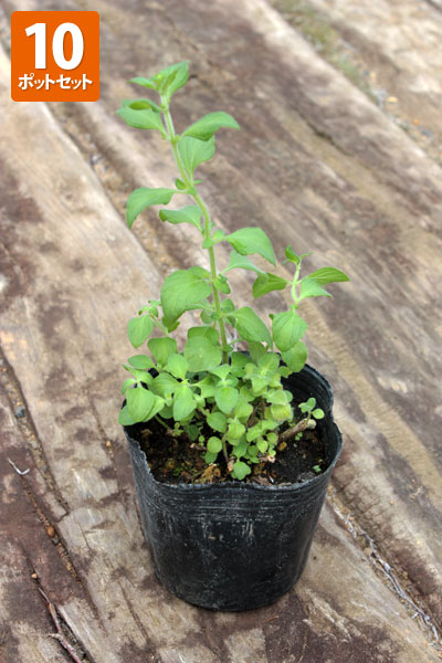 カラミンサ苗 カラミンサ苗2鉢セット | 自然生活