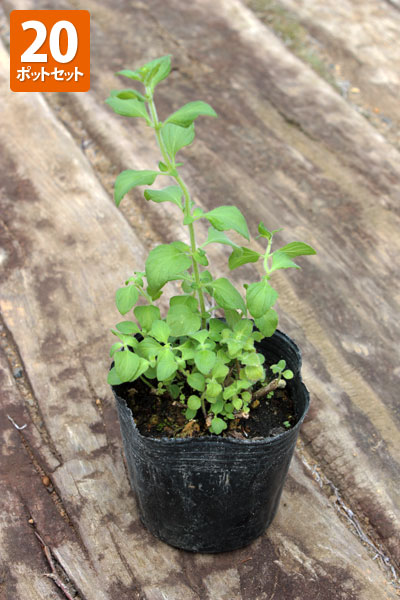 楽天市場】カラミント(カラミンサ) 3.5号苗(c06) : 千草園芸