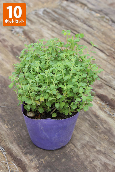 楽天市場】ネコノヒゲ（猫のひげ/クミスクチン）白 3.5号（直径10.5cm