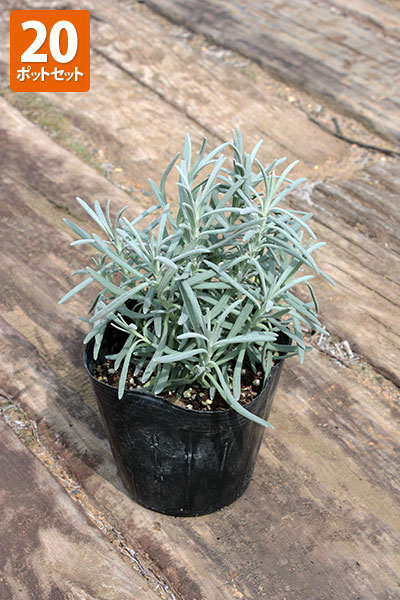 ラベンダー グロッソ ポット直径9 0cm