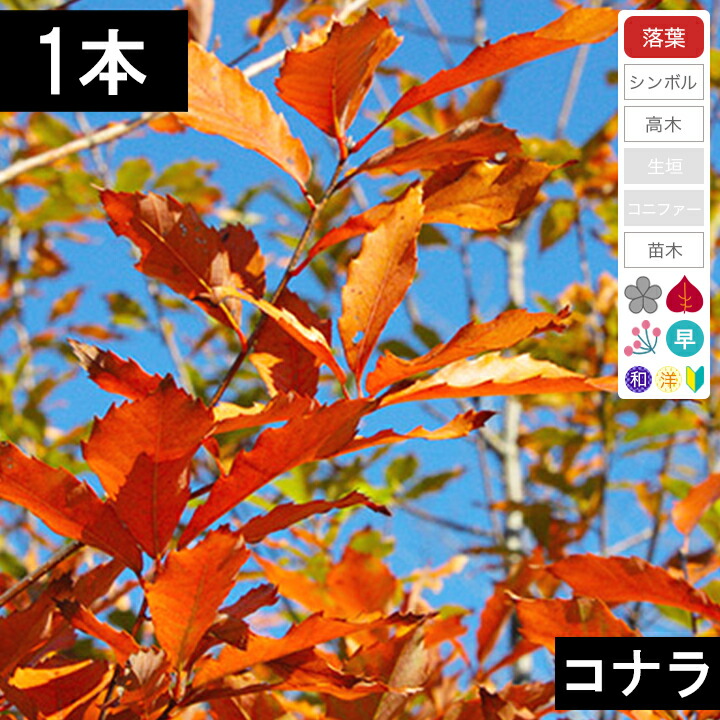 楽天市場】イギリスナラ コンコルディア 接ぎ木苗 苗木 6号(y03