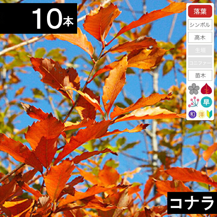 【10本】　コナラ苗木　高さ70cm～1.0m程度