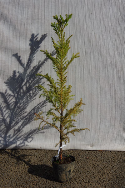 楽天市場 3本セット 6カ月枯れ保証 スギ 杉 苗木 0 5m程度 グリーンロケット