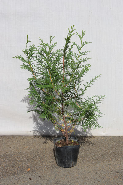 楽天市場】ヒノキ 【石化桧 金芽】 3.5号ポット苗 挿し木 【ハナヒロ