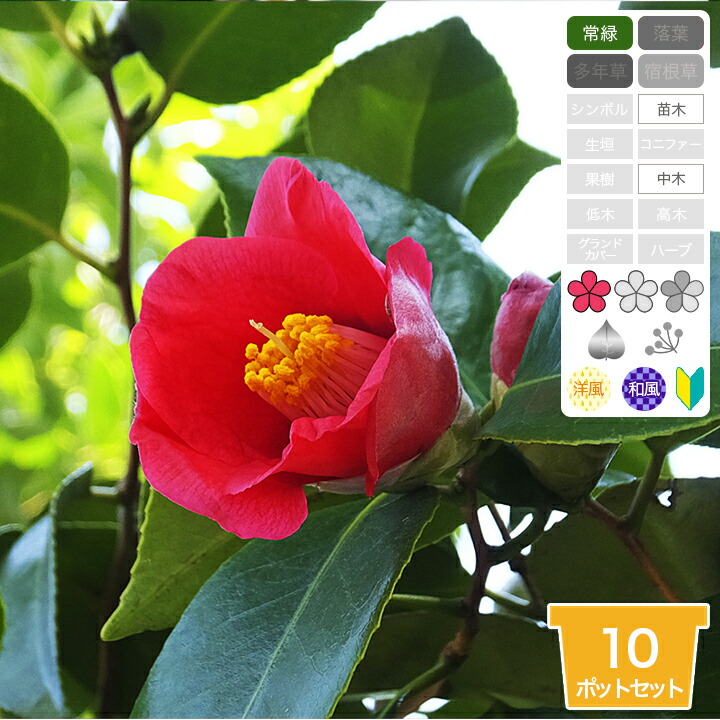 繊細な樹形と優しい枝葉 山採り ヤブツバキ 662 樹高1.5m位 薮椿 藪椿 繊細な樹形と優しい枝葉 山採り ヤブツバキ 662 樹高1.5m位 薮椿