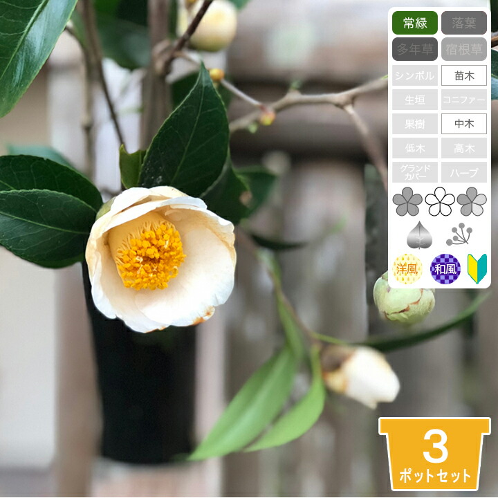 繊細な樹形と優しい枝葉 山採り ヤブツバキ 662 樹高1.5m位 薮椿 藪椿 繊細な樹形と優しい枝葉 山採り ヤブツバキ 661 樹高1.5m位 薮椿