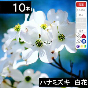 楽天市場】ハナミズキ （はなみずき/花水木） 白花 6号鉢(直径18cm) 1