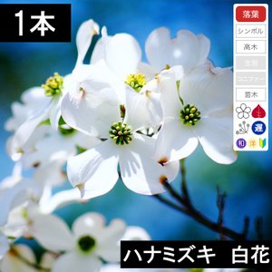 楽天市場】【5本】 ハナミズキ苗木 赤花 高さ40cm〜70cm程度