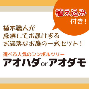 限定製作 選べる人気のシンボルツリーセットアオハダorアオダモ 海外最新 Netxprovedor Com Br