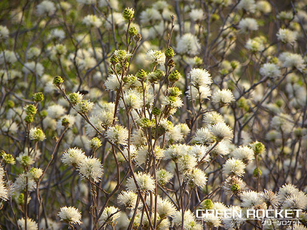 楽天市場 フォサギラ ブルーミスト 樹高0 3m程度 ポット直径15cm グリーンロケット