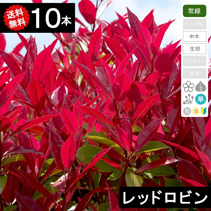 10本 送料無料 植木 レッドロビン ベニカナメモチ 樹高70cm 1 0m 枯れ保証付き グリーンロケット生垣 垣根