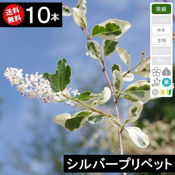 7-1【シルバープリペット　本株立ち】樹高約122cm【送料込み】 imgrc0091247221.jpg