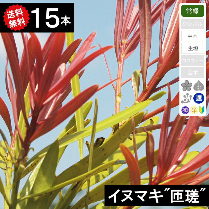 ◆送料無料◆【15本】　イヌマキ「匝瑳」樹70cm～1.0m程度