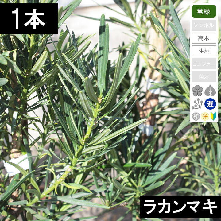 ラカンマキ苗15本セット 楽天市場】ラカンマキ 1.5m 露地 苗木 : トオヤマグリーン