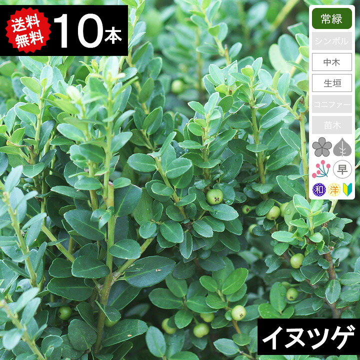 ◆送料無料◆【10本】 イヌツゲ 樹高樹高50~70cm程度|グリーンロケット