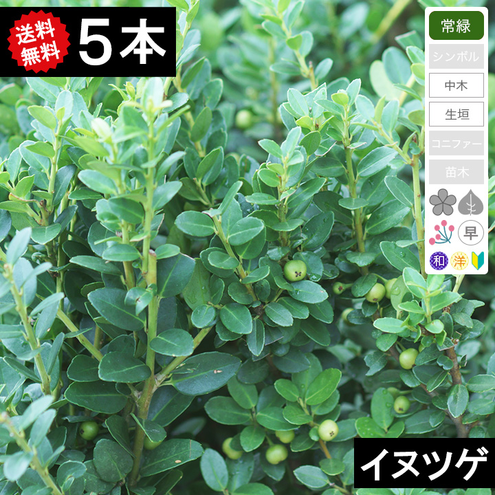 垣根 ガーデニング 農業 イヌツゲ 送料無料 植木 イヌツゲ 樹高50 70cm程度 枯れ保証付き グリーンロケット 生垣 5本 おすすめ 高評価