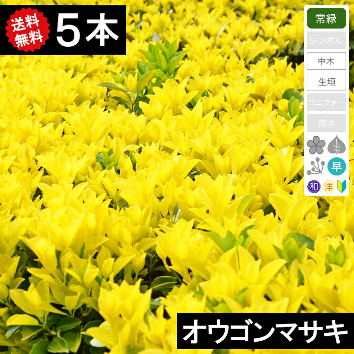 ◆送料無料◆【5本】　オウゴンマサキ　樹高20cm～30cm｜グリーンロケット