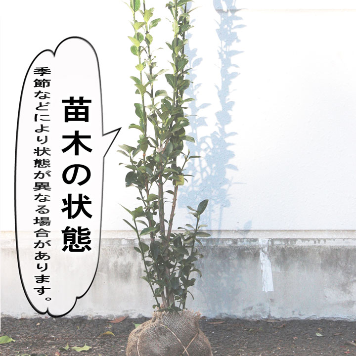 【楽天市場】 送料無料 【10本】マサキ 樹高70cm~1.0m 枯れ保証付き:グリーンロケット