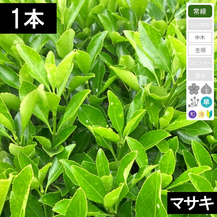 【未使用】天然木 ナチュラルもみじ立木 大 180cm インテリア造花 秋 紅葉 未使用】天然木 ナチュラルもみじ立木 大 180cm インテリア造花 秋 紅葉