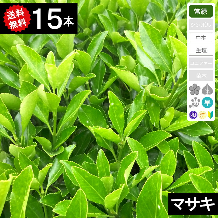 楽天市場】ナチュラル紅葉立ち木 高さ150cm 1台天然木を使用したリアル