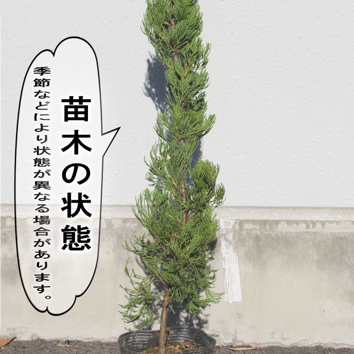 楽天市場 カイヅカイブキ 樹高50cm 80cm 枯れ保証付き グリーンロケット