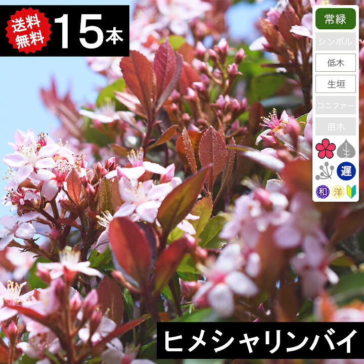 ◆送料無料◆【15本】 ヒメシャリンバイ 樹高50cm~80cm|グリーンロケット
