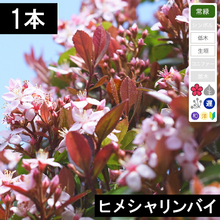 ※ヒメシャリンバイ　１５０センチ※ ヒメシャリンバイ *150 | アンベグリーン 植木、苗木の卸販売専門店