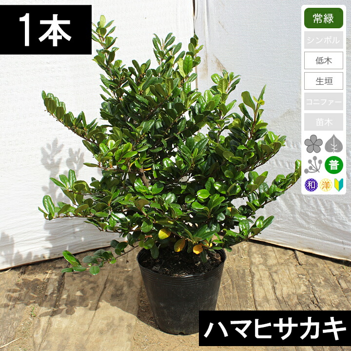 楽天市場】【10本】【生垣用】ハマヒサカキ（浜姫榊） 樹高30cm