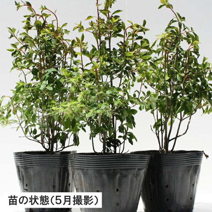 楽天市場 ドウダンツツジ 樹高30cm 50cm 枯れ保証付き グリーンロケット