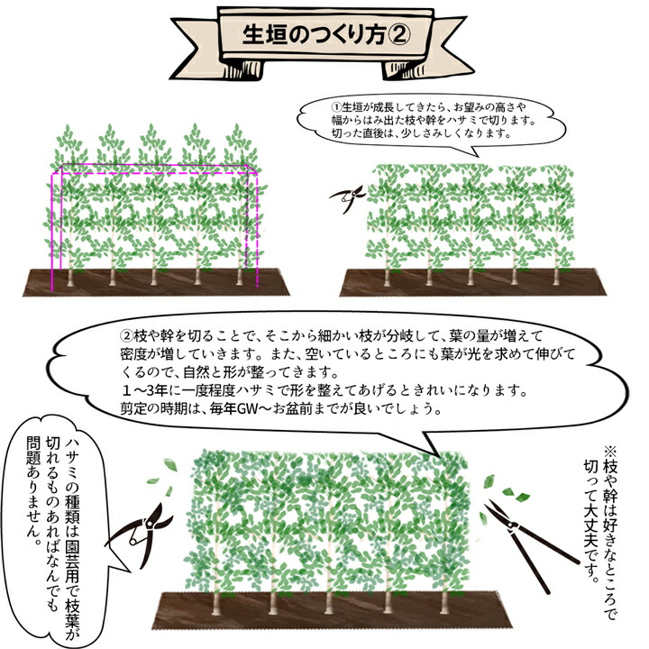 楽天市場 イヌマキ 匝瑳 樹高70cm 1 0m程度 枯れ保証付き グリーンロケット