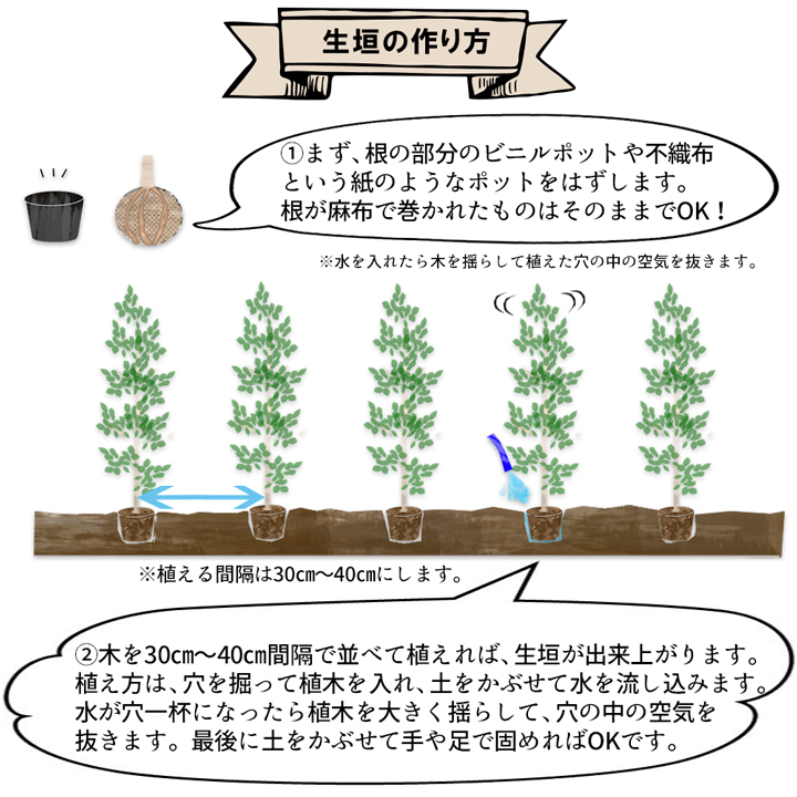 楽天市場 送料無料 10本 サザンカ タチカン 樹高50cm 80cm 枯れ保証付き グリーンロケット